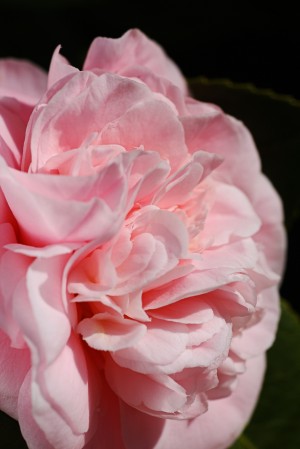 Camellia Petal Art